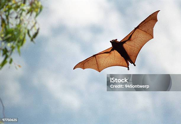 Pipistrello Della Frutta Al Volo Alta Risoluzione - Fotografie stock e altre immagini di Pipistrello - Pipistrello, Frutta, Volare