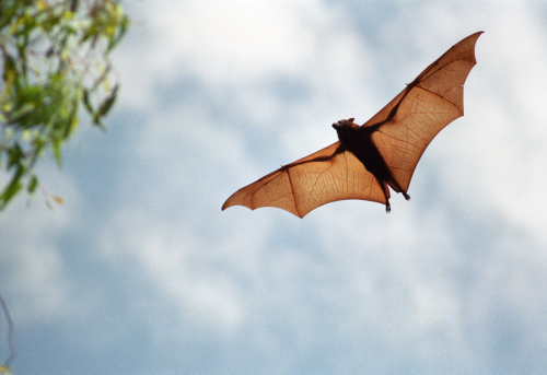 Fruit Bat indonesia