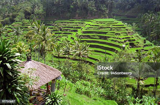 Bali Indonesia Landscape Stock Photo - Download Image Now - Agricultural Field, Agriculture, Asia