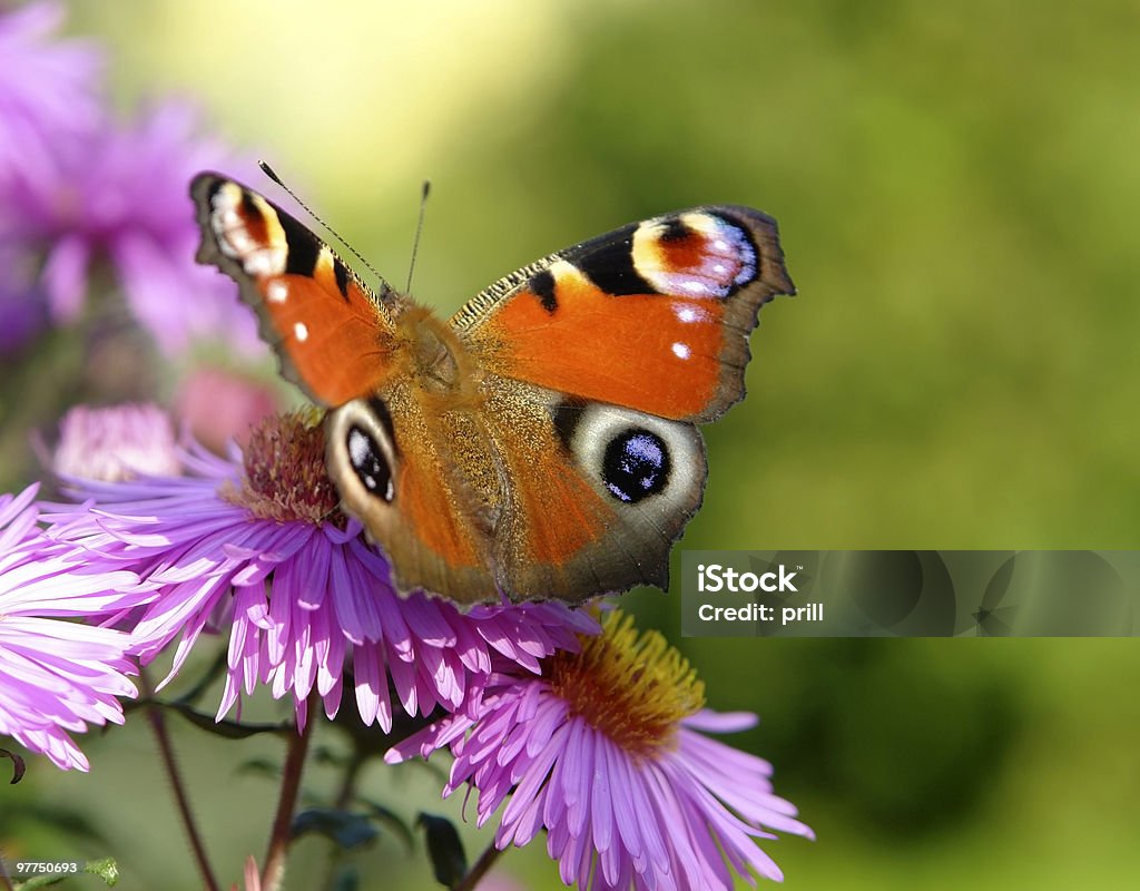 Pfau Schmetterling auf lila Blumen - Lizenzfrei Allegorie Stock-Foto