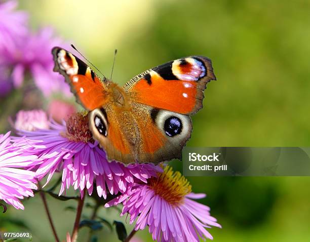 Pfau Schmetterling Auf Lila Blumen Stockfoto und mehr Bilder von Allegorie - Allegorie, Augenpunkte, Bedrohte Tierart