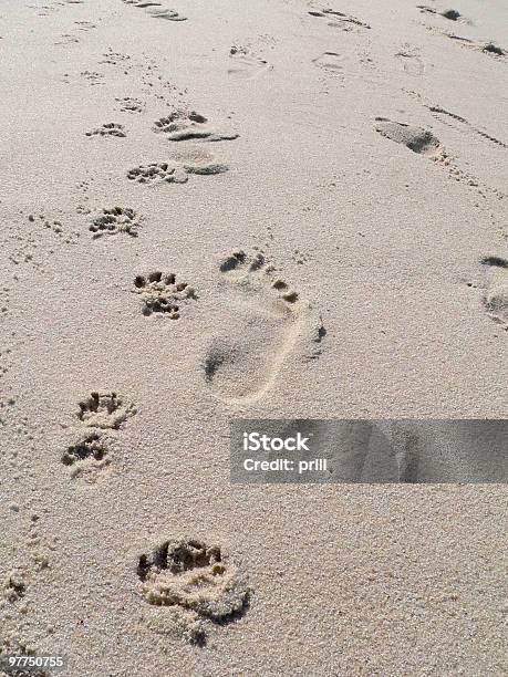 Ходьба Собаки Пляж Пейзаж — стоковые фотографии и другие картинки Абстрактный - Абстрактный, Без людей, Близость