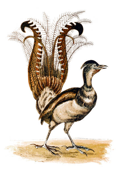 The superb lyrebird (Menura novaehollandiae) is an Australian songbird, one of two species from the family Menuridae ,it is one of the world's largest songbirds Illustration of a Superb lyrebird (Menura novaehollandiae), superb lyrebird stock illustrations