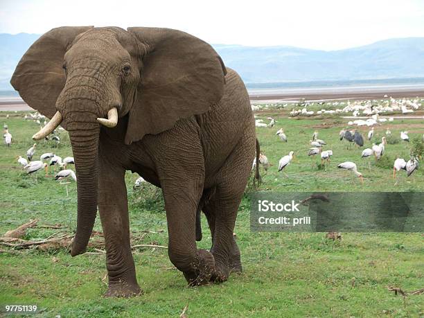 Elefant Und Vögel In Afrika Stockfoto und mehr Bilder von Auf etwas treten - Auf etwas treten, Dickhäuter, Ebene