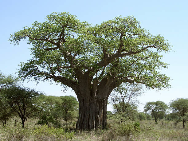 istock Baobab tree in Tanzania 97751141