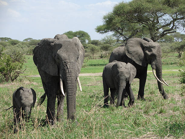 istock Elephant familyin Africa 97751171