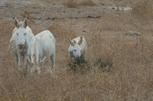 Two American Pronghorn or antelope are standing in their native southwest USA desert