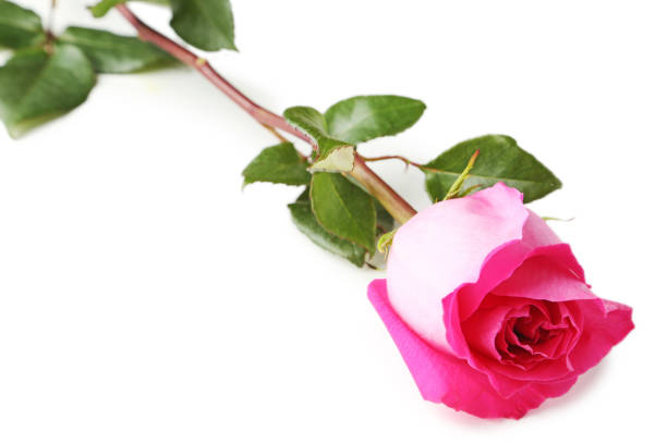 istock Beautiful pink rose isolated on white 977514506