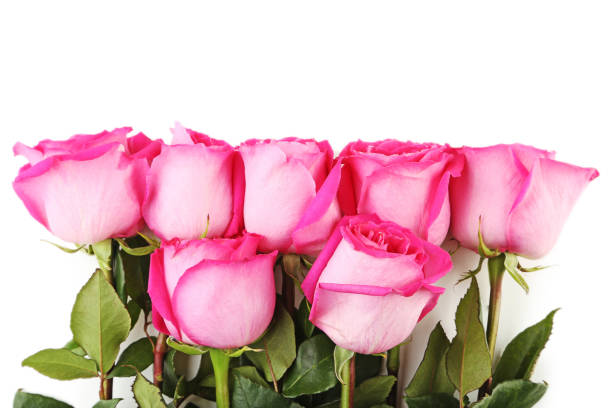 istock Beautiful pink roses on white background 977514654