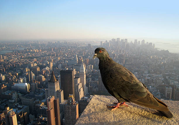 a dove sitting on a stone, in the background a aerial view showing New York (USA) from above at evening time