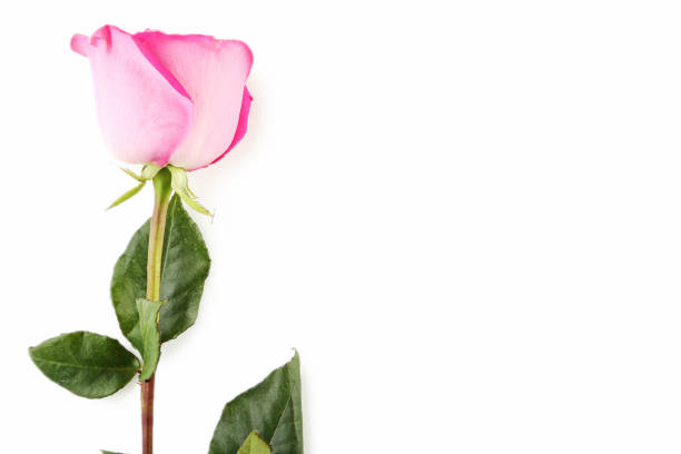 istock Beautiful pink rose isolated on white 977515294