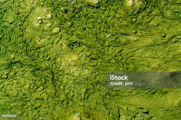 Alga Verde De Las Estrellas Foto de stock y más banco de imágenes de Limoso - Limoso, Magnificación, Abstracto
