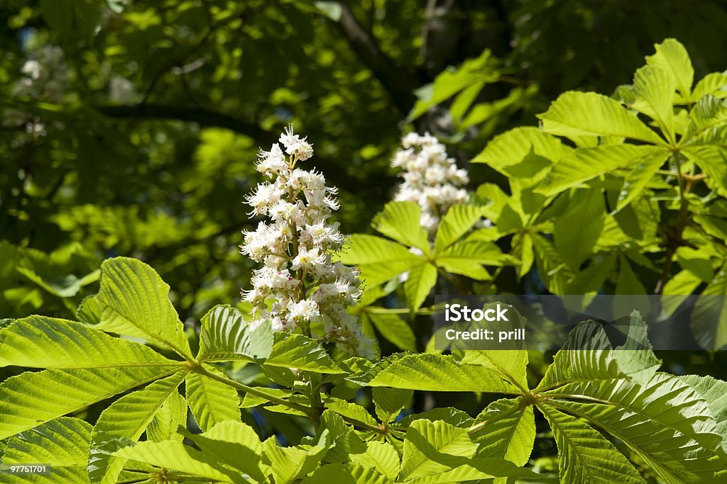 chestnut Blüten horizontal - Lizenzfrei Abschnürungsnarbe Stock-Foto