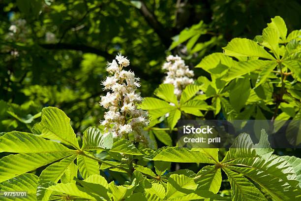 Chestnut Blüten Horizontal Stockfoto und mehr Bilder von Abschnürungsnarbe - Abschnürungsnarbe, Baum, Baumblüte