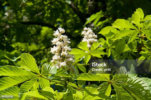 Photo libre de droit de Chestnut Fleurs Horizontale banque d'images et plus d'images libres de droit de Arbre - Arbre, Arbre en fleurs, Arbre à feuilles caduques