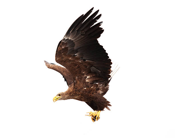 Flying golden eagle stock photo