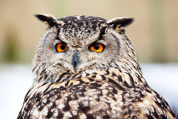 istock Portrait of an owl 97752270