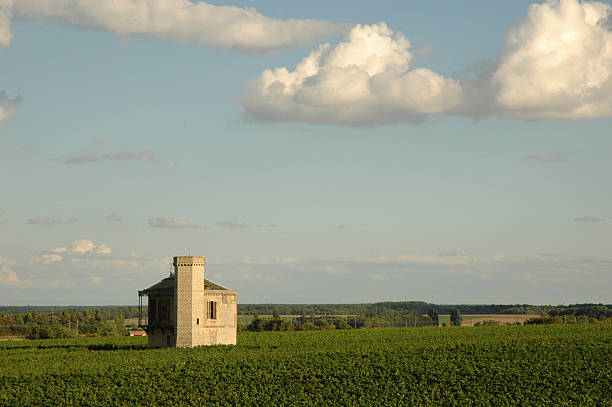 ricco vigneto - barossa valley foto e immagini stock