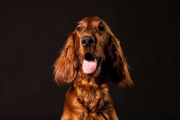 istock Irish Setter puppy on black background 977523412