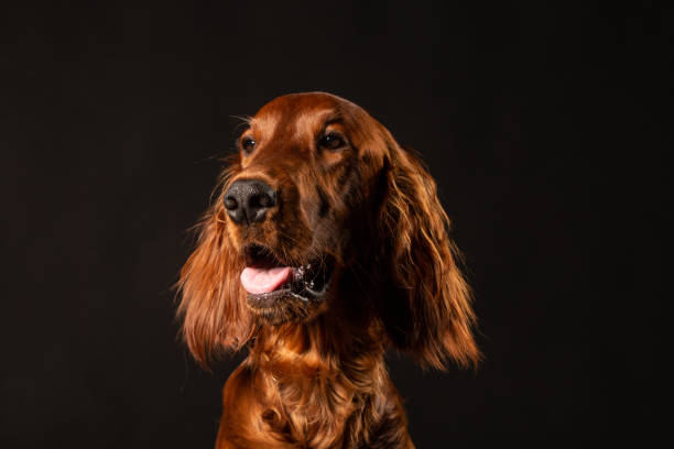 istock Irish Setter puppy on black background 977523474