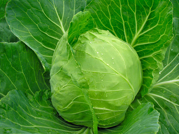 istock Fresh green cabbage on green leaves 97752350