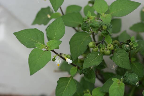 Black nightshade "Black nightshade" isseen in the streets solanum nigrum stock pictures, royalty-free photos & images