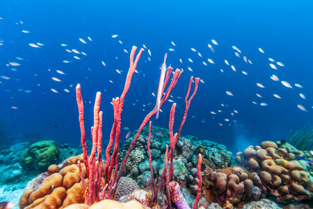 istock Caribbean coral reef 977526146