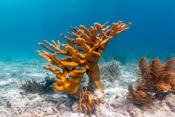 caribische koraalrif - acropora palmata stockfoto's en -beelden