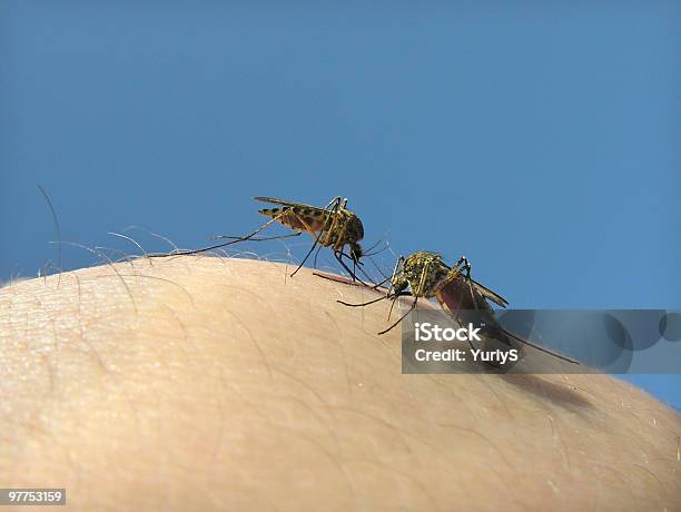 Foto de Mosquitos 05 e mais fotos de stock de Artrópode - Artrópode, Azul, Carregar