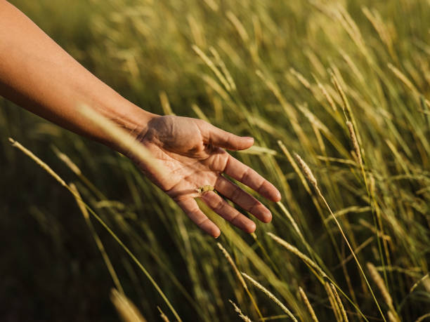 istock Hands and grass nature enviromental concept 977535504
