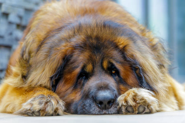 istock leonberger dog looking into camera. close up 977536320