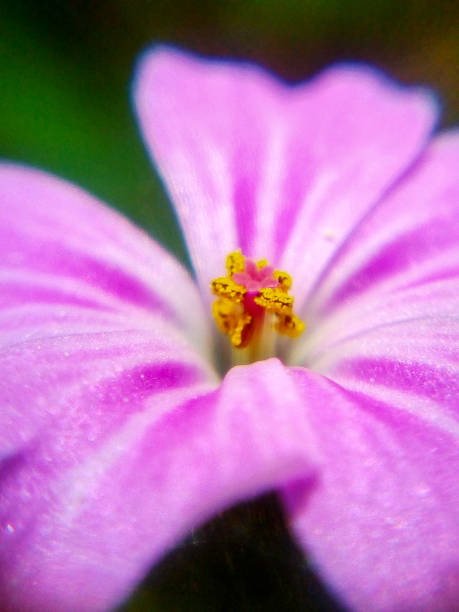 istock Beautiful violet flower close-up 977536654