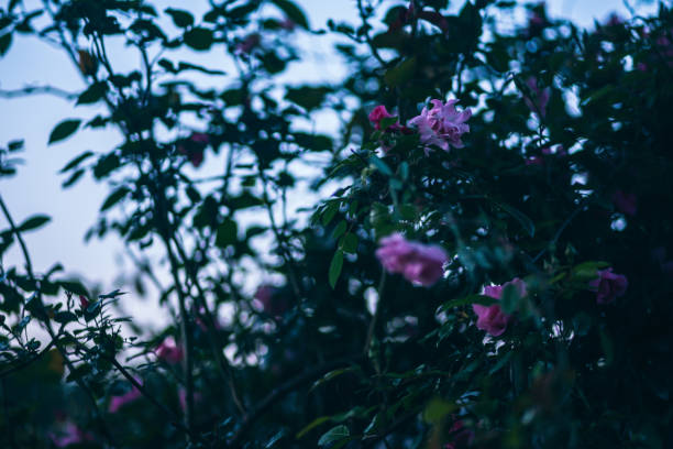 istock Pink Flowers During Dusk 977539928
