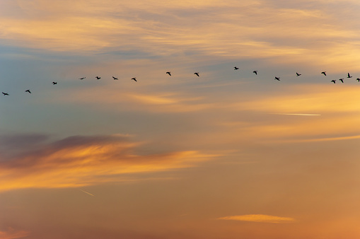 Group of birds in the sky above during dusk