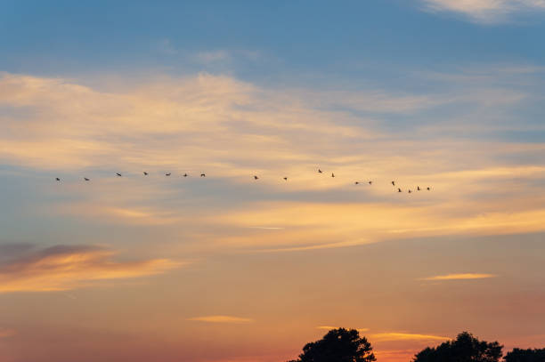 istock Group of birds in the sky above during dusk 977540458