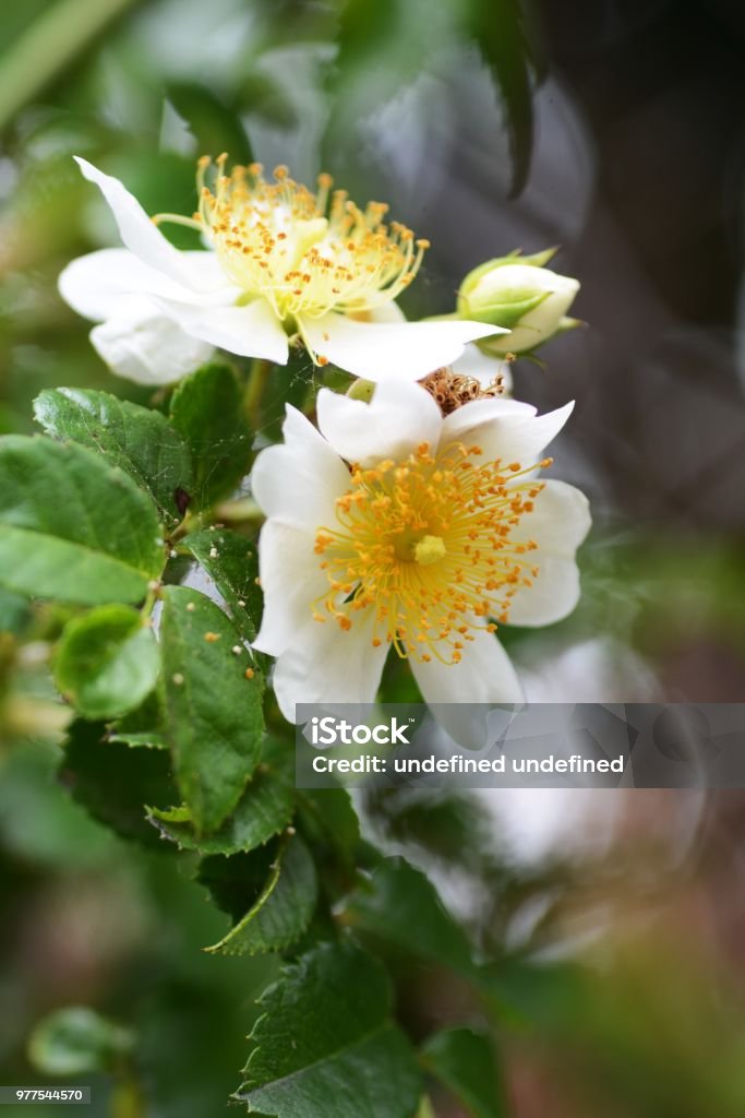 rose japonés de - Foto de stock de Belleza libre de derechos