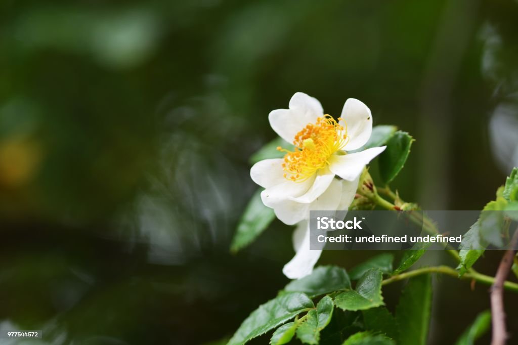 rose japonés de - Foto de stock de Belleza libre de derechos