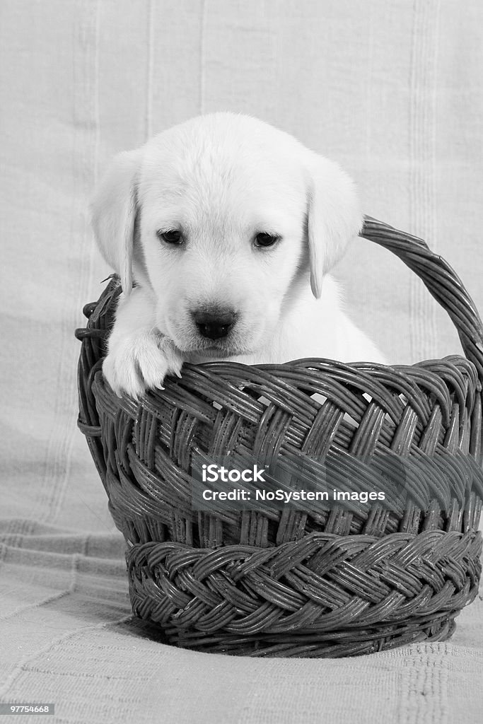 Labrador Welpen - Lizenzfrei Auf dem Schoß Stock-Foto