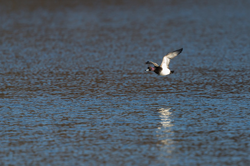 남성 Tufted 오리 물 표면에 플 라 잉 0명에 대한 스톡 사진 및 기타 이미지 - 0명, Tufted Duck, 가까운 ... 남성 Tufted 오리 물 표면에 플 라 잉 0명에 대한 스톡 사진 및 기타 이미지 - 0명, Tufted Duck, 가까운 ...