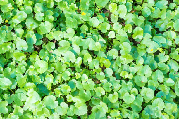 istock Texture of green leaves 977553396