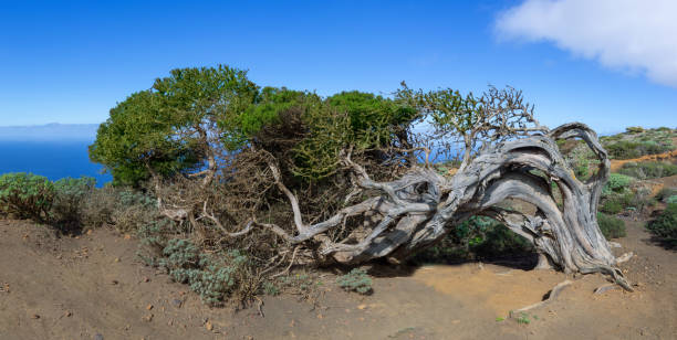 istock Sabina - juniper tree on the island El Hierro 977553858