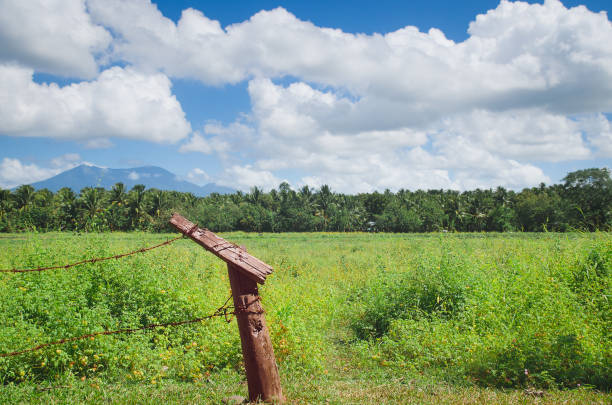 View of a green field with coconut trees in the background on a beautiful day with blue skies and nice clouds.