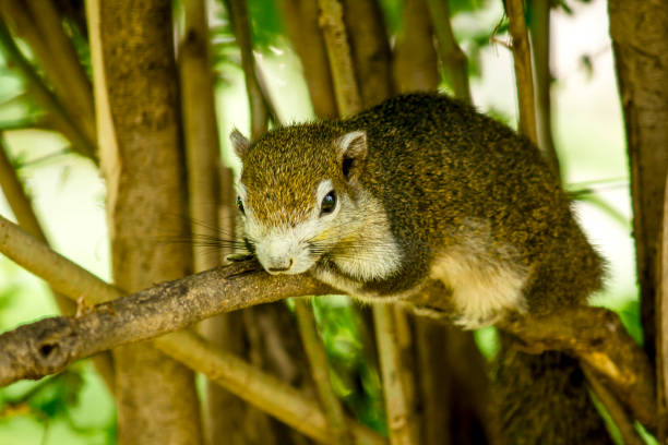 istock The squirrel is lying on a branch. 977570910