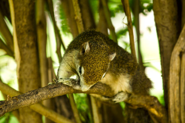 The squirrels are lying on the branches and watching something.