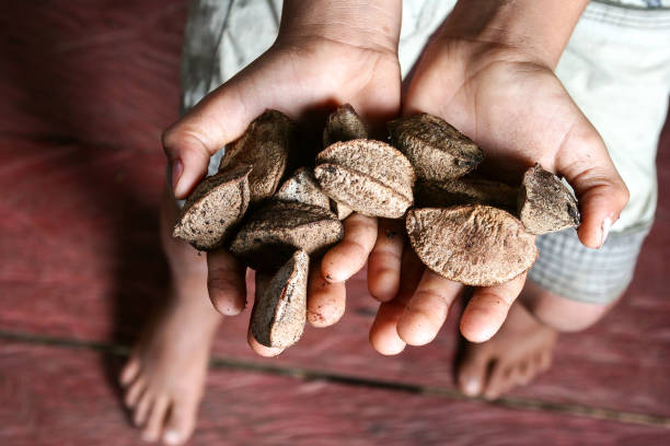 Moroccan woman's hands skillfully cracking argan nuts using traditional stone tools, extracting the valuable argan kernels for argan oil production and representing a cultural tradition