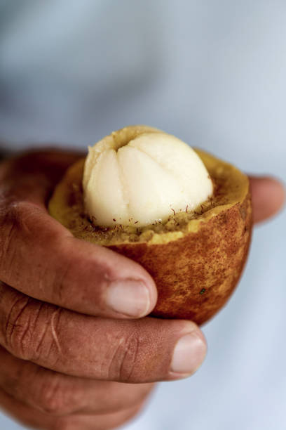 close up of man's hand holding a cupuaçu fruit. - food vegan food gourmet vegetarian food imagens e fotografias de stock