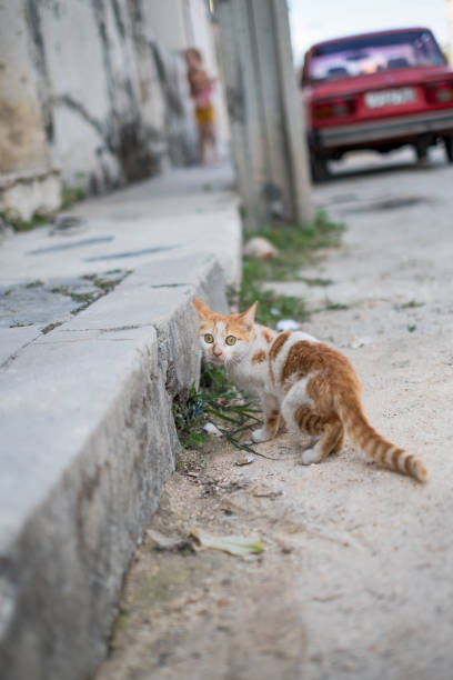 Small ginger and white cat facing the camera on the streets of Havana, Cuba