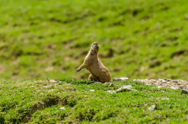 Photo of Meerkats on a hill