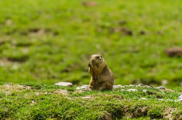 Photo of Meerkats while eating