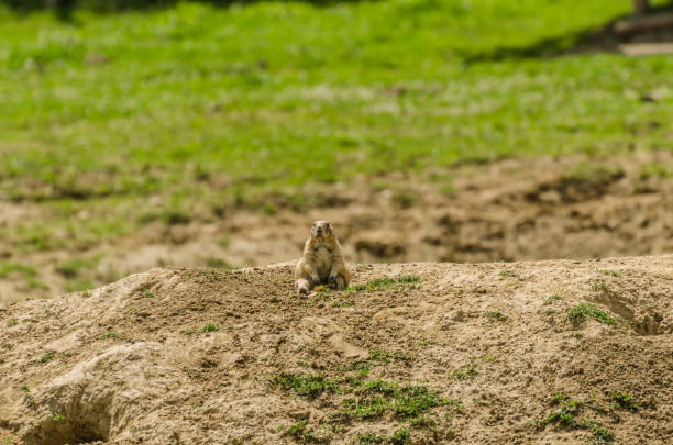istock Meerkat sits on a hill 977586422